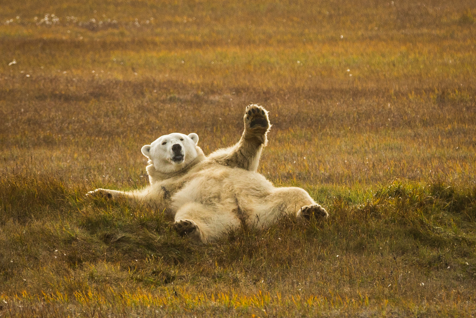 A polar bear rolls in tundra in the Arctic National Wildlife Refuge, near Kaktovik, Alaska. (Loren Holmes / Alaska Dispatch News archive 2012)